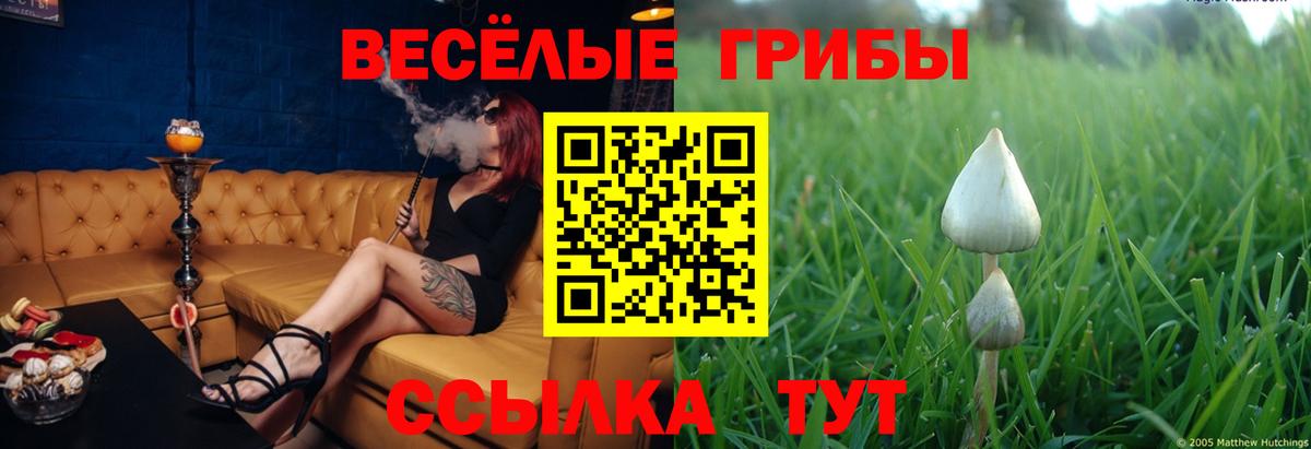 Псилоцибиновые грибы Psilocybe  купить  сайты  Волжский  Вход с VPN 